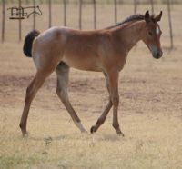 Miss Bee Bee's 2022 Bay Roan Filly